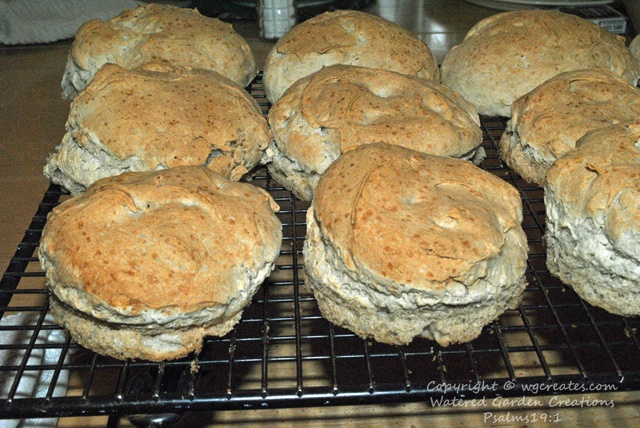 Another kitchen creations.  My first GF dinner rolls.