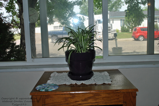 The spider plant.