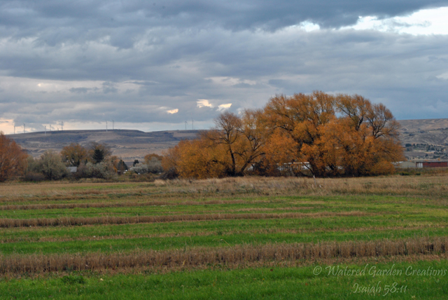 I really enjoy the view from our back yard.